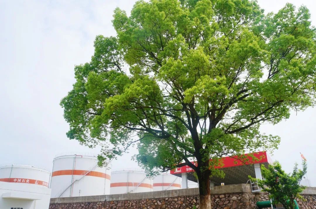 蛇蛋图澳门正版最新版，蛇蛋图澳门正版最新版，揭秘一种神秘文化现象的魅力与背后故事