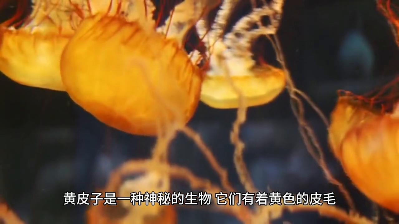 黄大仙免费论坛资料精准，黄大仙免费论坛资料精准，探索预测与信仰的交汇点